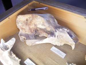 Ausstellungseroeffnung „Von Baeren und Hoehlen“