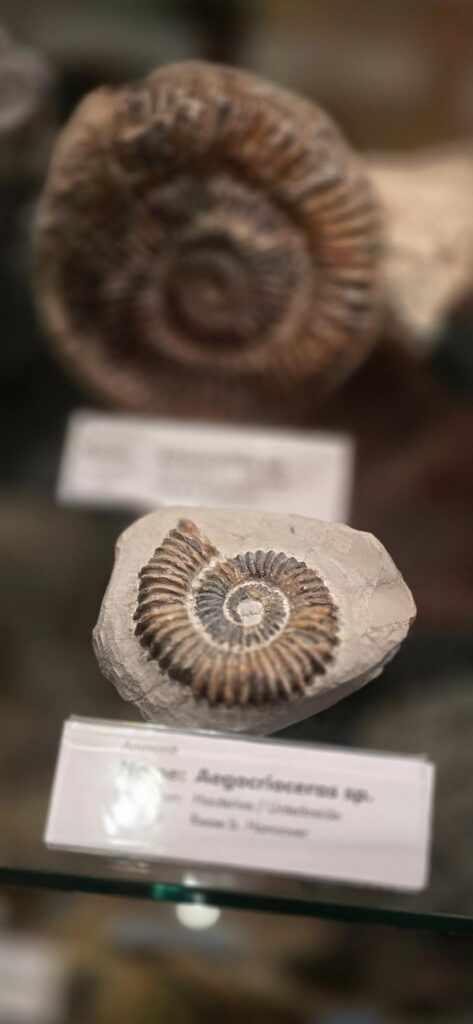 Ein schöner Ammonit