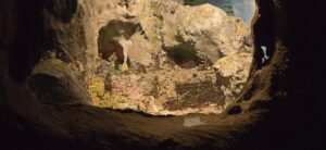 Schädel des Höhlenbären