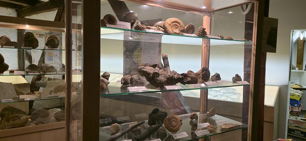 Vitrine mit Ammoniten und Belemniten