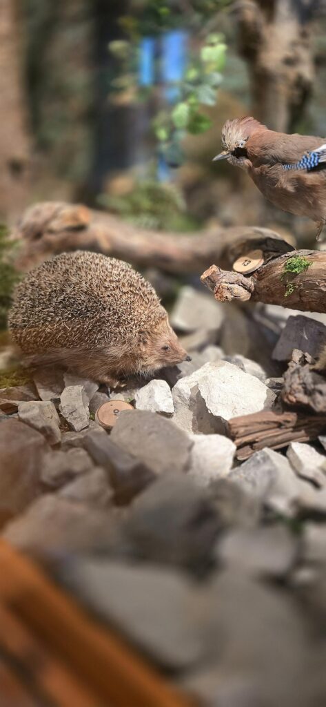 Ein Igel in der Vitrine 'Tiere unserer Heimat'