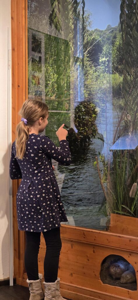 Ein Kind vor der Virtrine 'Tiere unserer Heimat'