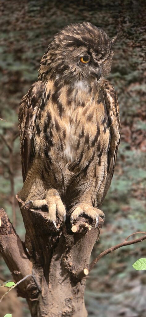 Uhu in der Vitrine 'Tiere unserer Heimat'